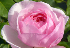 La rose 'Jacques Truphémus' primée pour son parfum au Japon