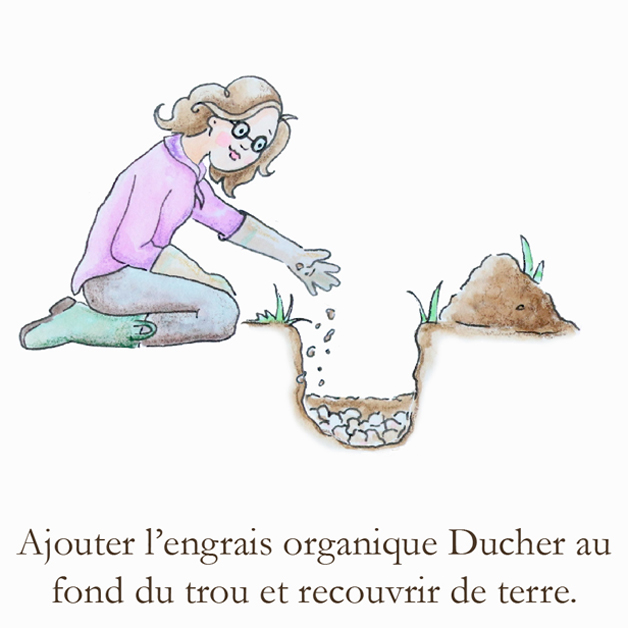 Roseraie Ducher - conseils de plantation des rosiers
