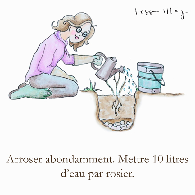 Roseraie Ducher - conseils de plantation des rosiers
